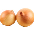 China Gansu top quality fresh yellow onion exporter